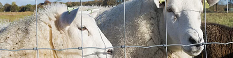 malla borreguera para rancho en monterrey